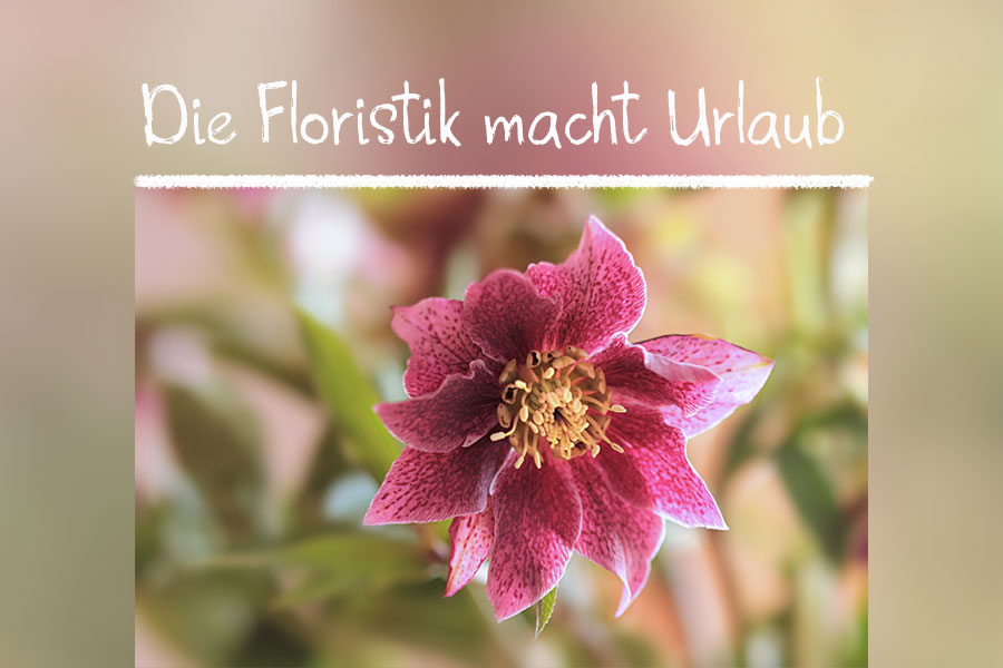 Die-Floristik-macht-Urlaub_21 Winterurlaub der Floristik